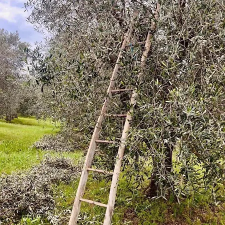 Casa Bozzo, 'lumina' Apartment Case Selva Grande